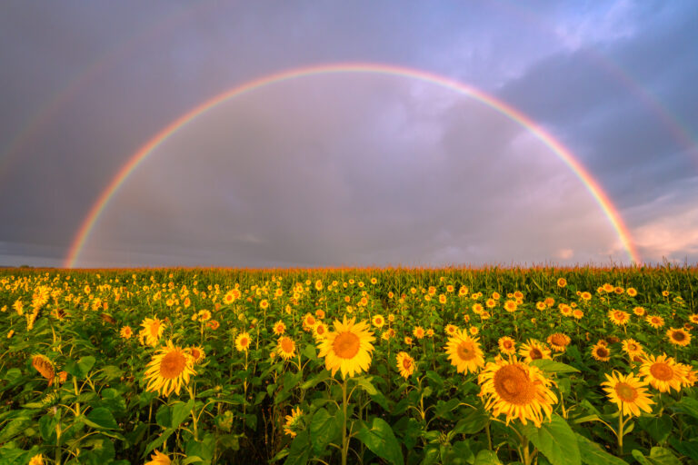 Päevalilled Vikerkaare All – Minu aasta hetk ja aasta foto ning kuidas see kõik sündis?