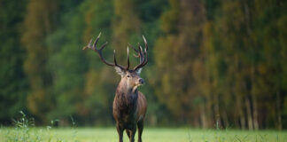 Unustamatu kohtumine Hiiumaa majesteetliku hirvepulliga