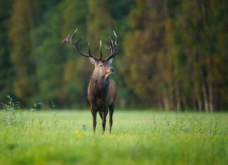 Unustamatu kohtumine Hiiumaa majesteetliku hirvepulliga